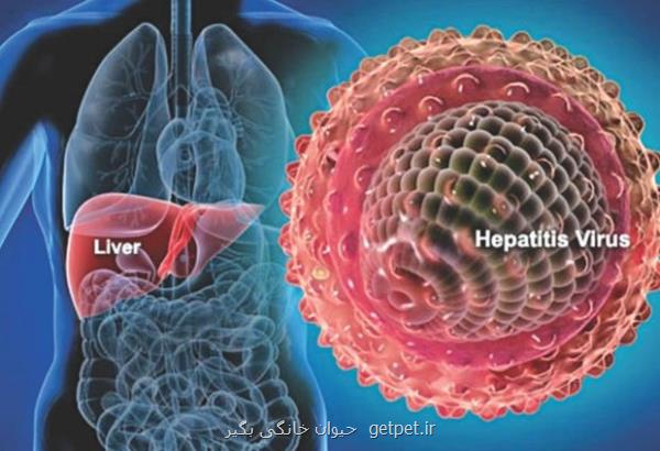 کاهش موارد هپاتیت B در کشور
