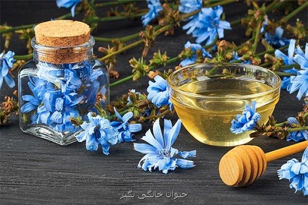 گیاهی فوق العاده برای پاکسازی کبد